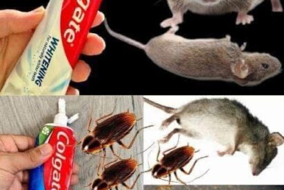 Thumbnail for Toothpaste: A Surprising Ally Against Cockroaches and Ants